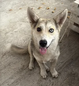 سگ پیداشده