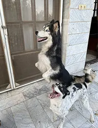 هاسکی