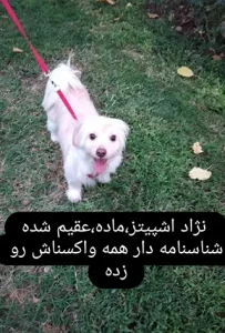 واگذاری سگ اشپیتز ماده