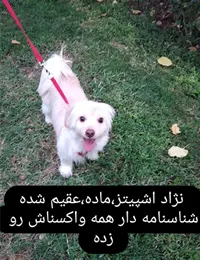 واگذاری سگ اشپیتز ماده - تهران