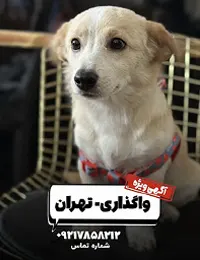 واگذاری سگ پامر و شیتزو