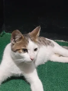 واگذاری گربه dsh