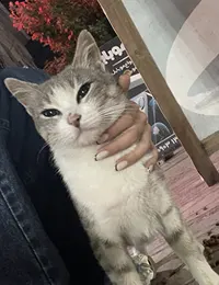 واگذاری گربه dsh