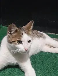 واگذاری گربه دی اس اچ
