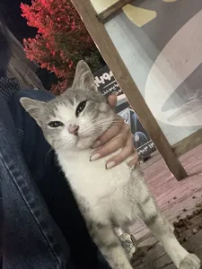 واگذاری گربه لوس