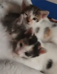 واگذاری گربه و توله هاش