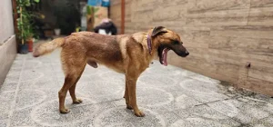 واگذاری گیلداگ رشت