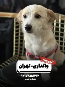 پامر و شیتزو