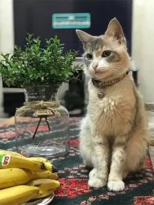 گربه گمشده