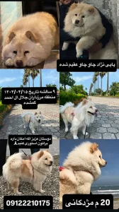 گم شدن سگ چاوچاو محدوده مرزداران و ستارخان