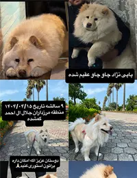 گمشدن سگ چاوچاو