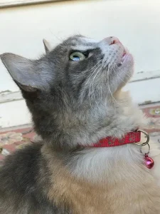 گمشدن گربه در مطهری رشت