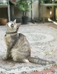 گمشده گربه رشت