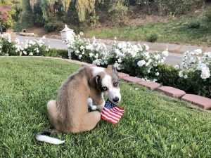 قوانین جدید ورود سگ به آمریکا از ایران (آپدیت ۲۰۲۶)