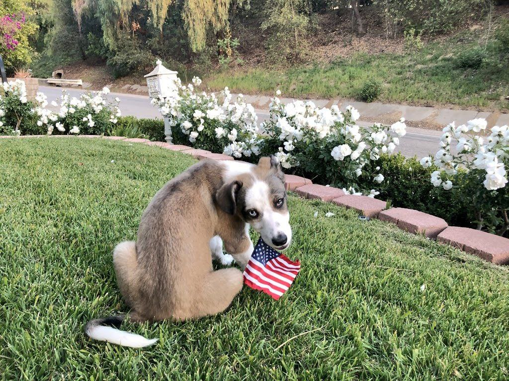 قوانین جدید ورود سگ به آمریکا از ایران (آپدیت ۲۰۲۶)