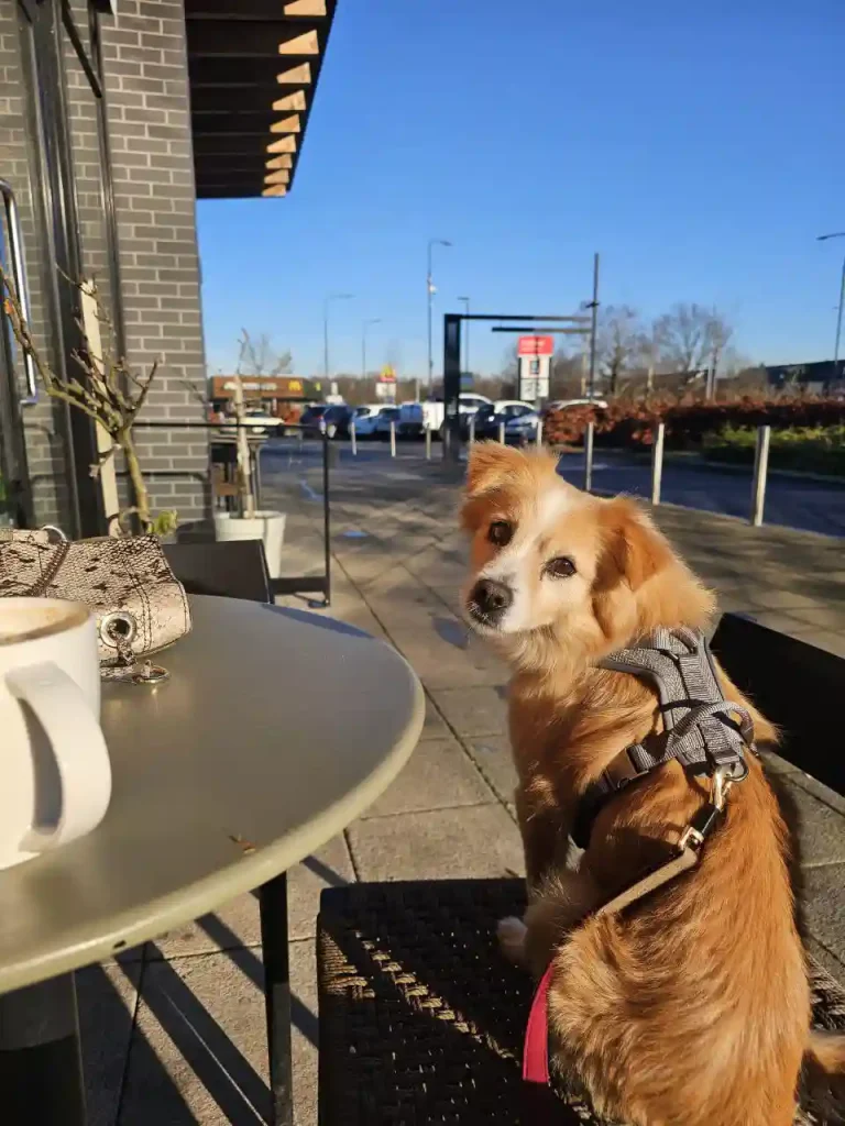 قوانین ورود سگ و گربه به انگلیس 2026