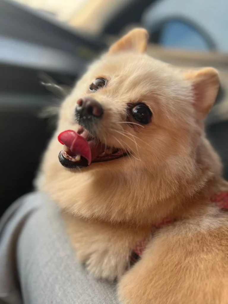 گمشدن سگ در اندیشه فاز یک