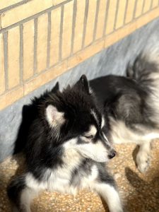 واگذاری هاسکی خوزستان بهبهان