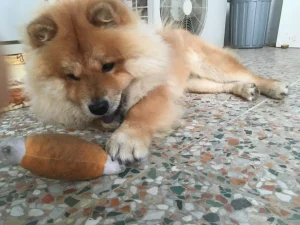 واگذاری سگ چاو چاو در رشت