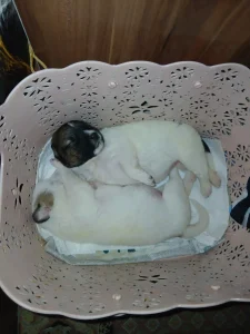 واگذاری سگ بومی ۱۵روزه