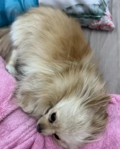 گمشدن سگ در اندیشه فاز یک