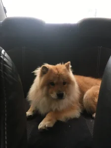 واگذاری سگ چاو چاو در رشت