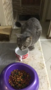 گمشده گربه در جنت اباد جنوبی