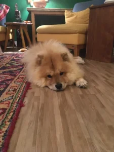 واگذاری سگ چاو چاو در رشت