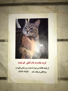 گمشده گربه در جنت اباد جنوبی