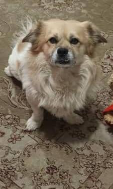 سگ گمشده خرمدشت کرج