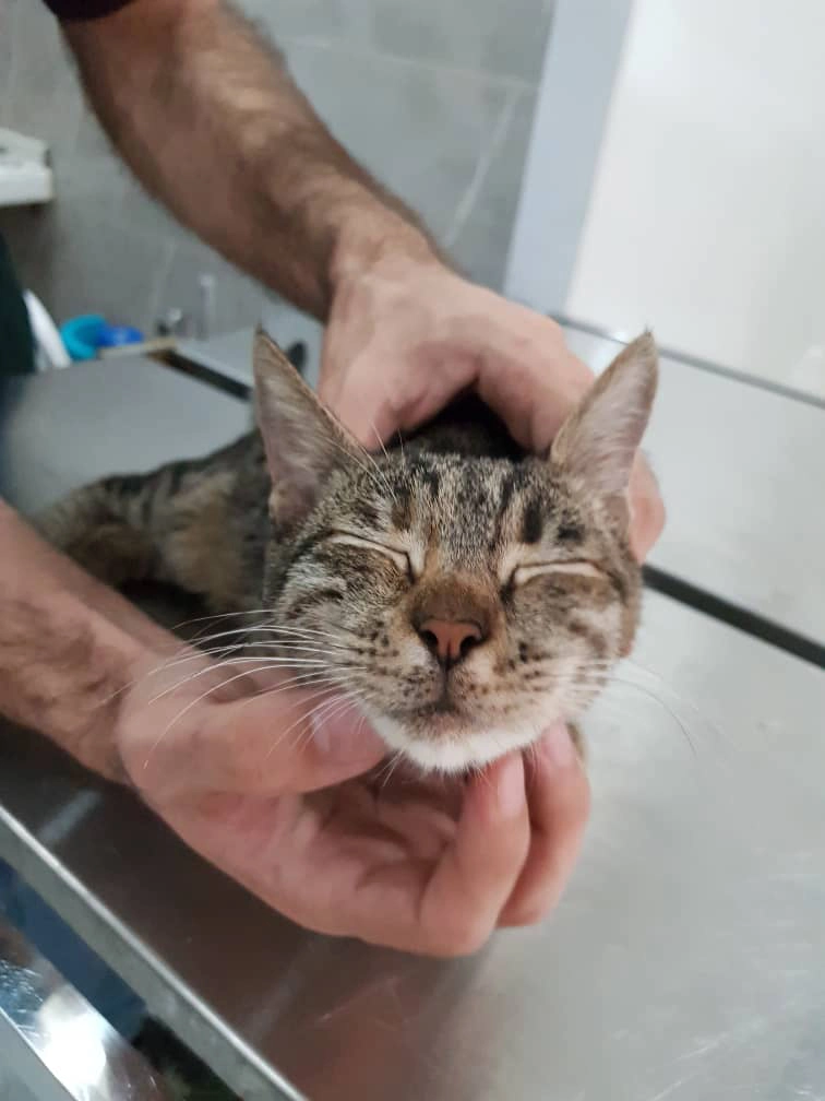 واگذاری گربه ماده DSH در رشت