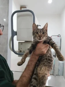 واگذاری گربه ماده DSH در رشت