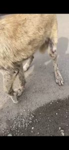 واگذاری سگ بومی از مرگ برگشته