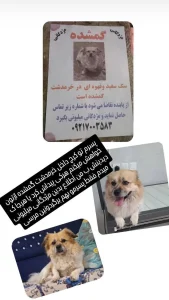 سگ گمشده خرمدشت کرج