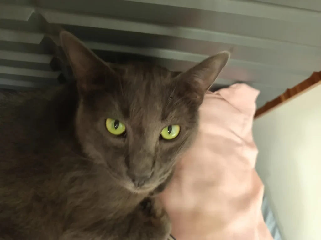 گمشده گریه راشن بلو به اسم دودی