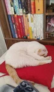 یک گریه سفید نارنجی ماده خیابونی dsh