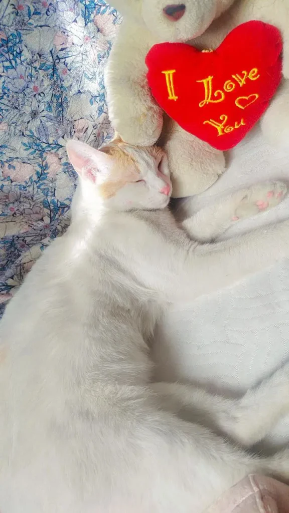 یک گریه سفید نارنجی ماده خیابونی dsh