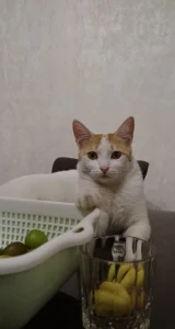 یک گریه سفید نارنجی ماده خیابونی dsh