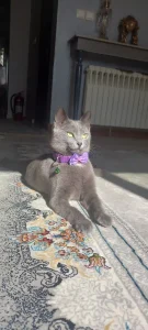 واگذاری گربه راشن بلو در رشت