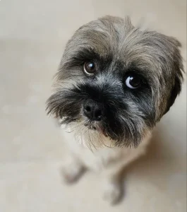 واگذاری سگ شیتزو در تهران