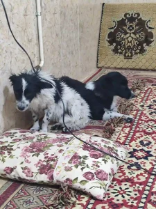 سگ پاکوتاه بی پناه و خسته