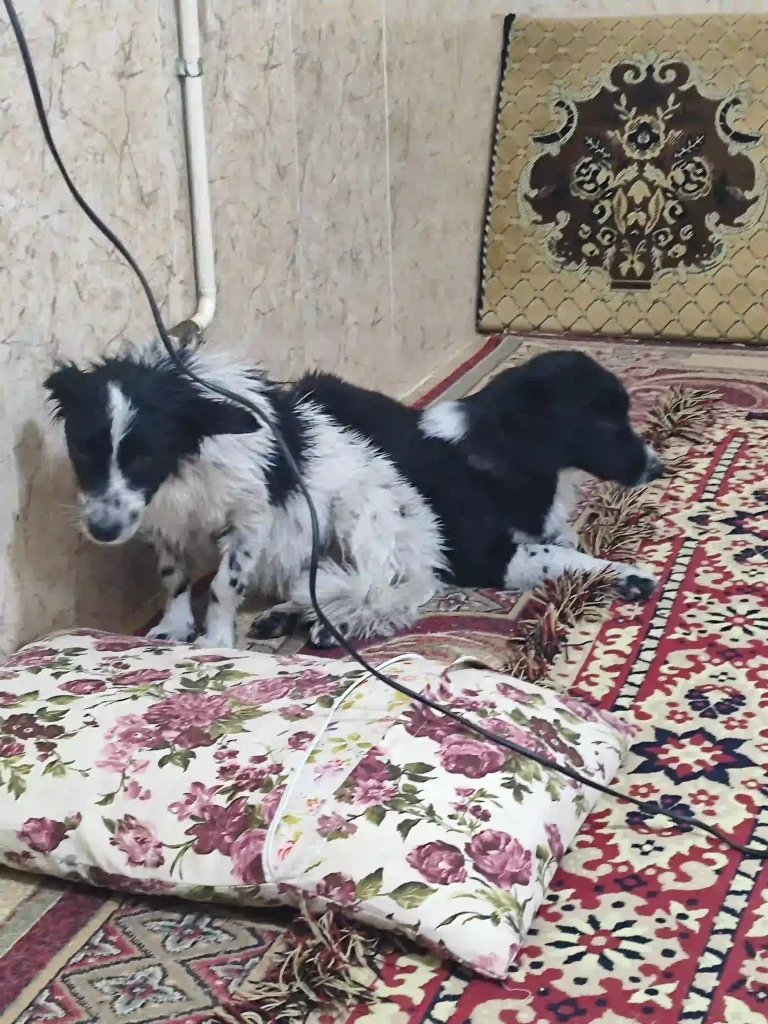 سگ پاکوتاه بی پناه و خسته