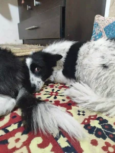 سگ پاکوتاه بی پناه و خسته