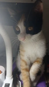 واگذاری گربه ماده بسیار لوس