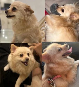 گمشدن سگ در اندیشه فاز یک