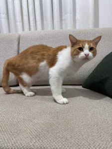 واگذاری گربه عقیم شده در رشت