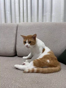 واگذاری گربه عقیم شده در رشت