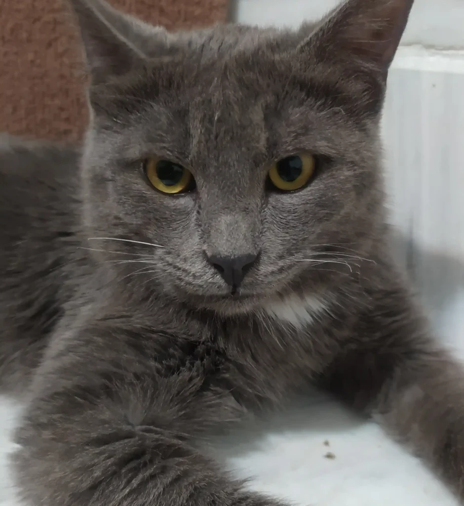 واگداری گربه پرشین قم