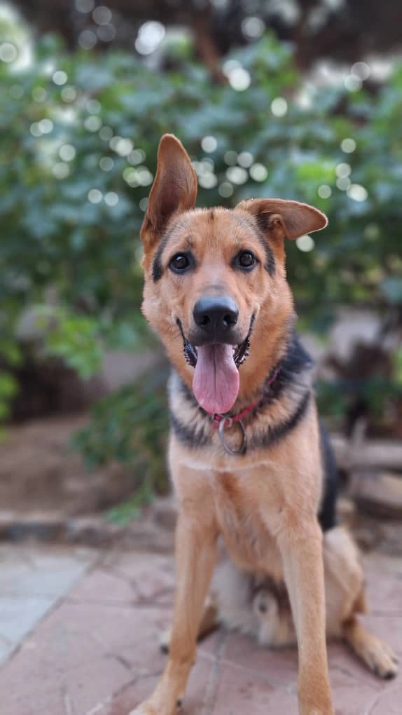 واگذاری سگ ژرمن شپرد کرج