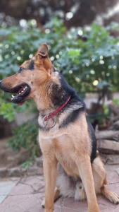 واگذاری سگ ژرمن شپرد کرج